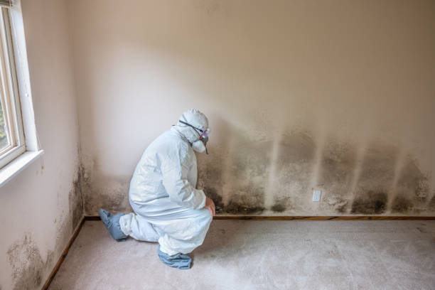Best Local Mold Removal Service  in Katy, TX